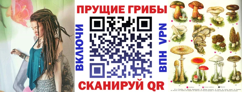 где купить наркотик  Гвардейск  Псилоцибиновые грибы Magic Shrooms 